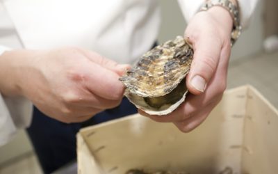 Rezept von Denis König „Überbackene Austern – Le Salzgries Paris“